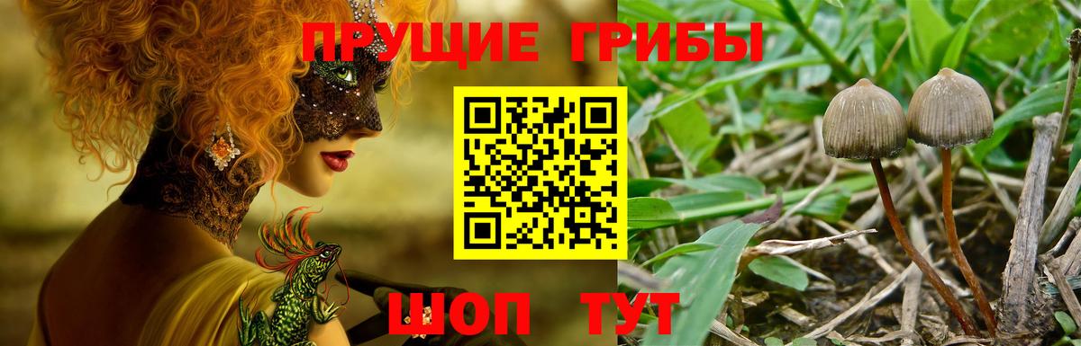 Псилоцибиновые грибы GOLDEN TEACHER Волжск